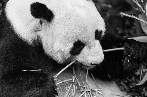 Rustig eetmoment van de reuzenpanda – zwart-wit close-up