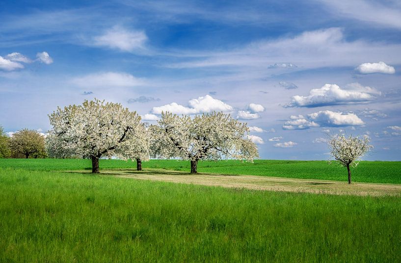 Landschap met een bloeiende kersenboom van ManfredFotos