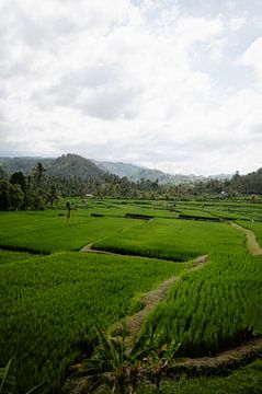 Stretched Balinese landscape by Kíen Merk