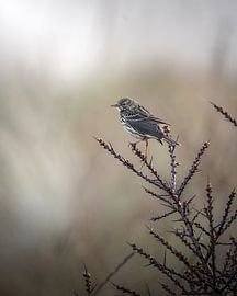 Meadow pipit by Tom Zwerver