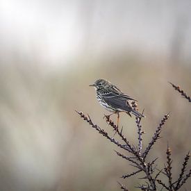 Meadow pipit by Tom Zwerver