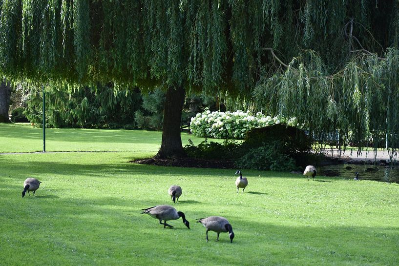 Geese in a park in summer by Claude Laprise