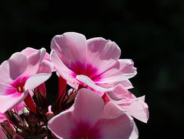 roze bloemen van Marieke Funke