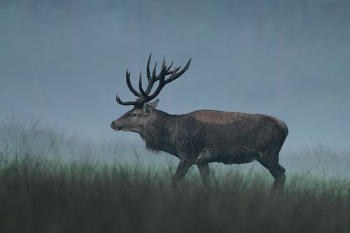 Red Deer