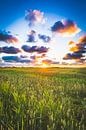 Prairie de Saint Laurens 1 par Andy Troy Aperçu