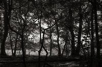 Wald 03