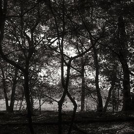 Forêt 03 sur Albert Hartwig