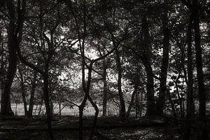 Forêt 03