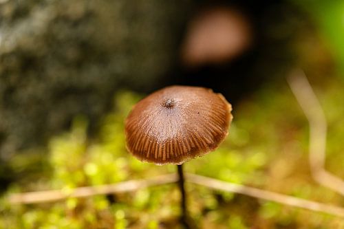It's very cold, but the little mushroom doesn't mind