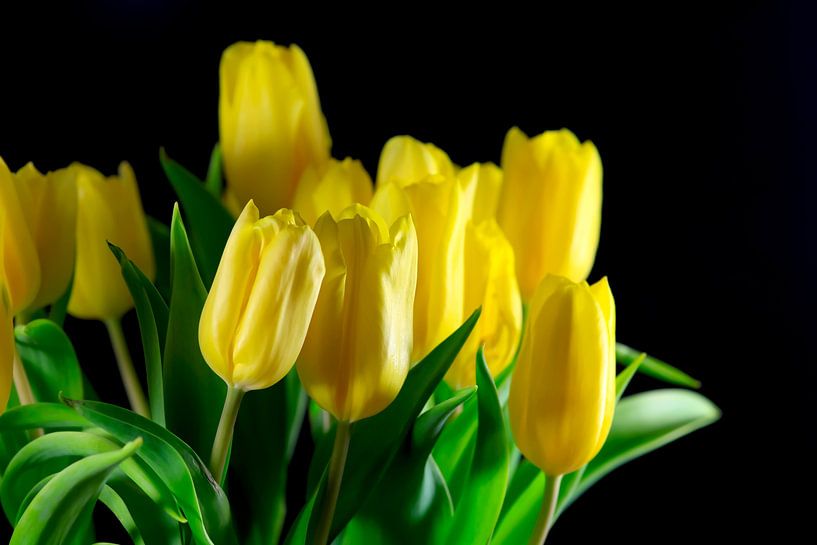 Tulip Blossom by Thomas Jäger