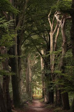 Verwunschene Allee der Bäume von Moetwil en van Dijk - Fotografie