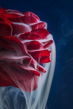 Red Ranunculus with white smoke flowing over the delicate leaves by Marjolijn van den Berg