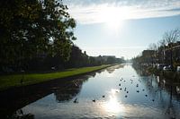 Canards
