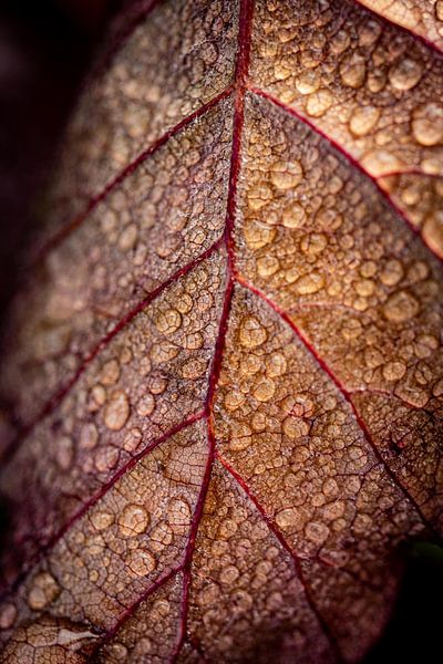 Gouttes de rosée sur une feuille d'automne par Helga van de Kar