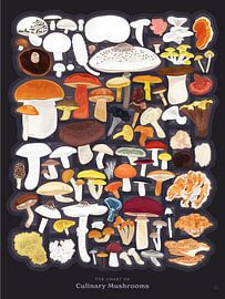 Le tableau des champignons culinaires