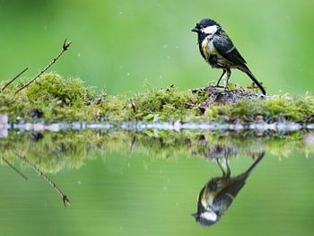 Gros seins mouillés