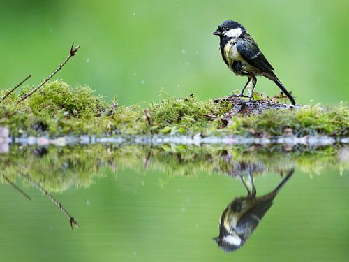 Wet great tit by Thijs Schouten