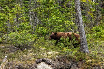 Wilde grizzlybeer in Canada van Roland Brack