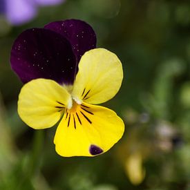 Fleur de la violette cornue sur Karsten Mücke