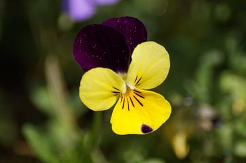 Flower of the horned violet by Karsten Mücke