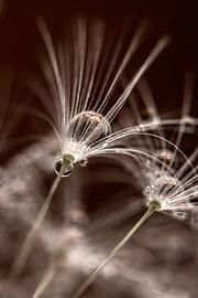 Dandelion fluff with drops by Marjolijn van den Berg