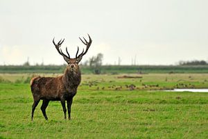 Cerf commun