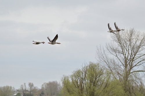 Oies cendrées en vol au-dessus des arbres