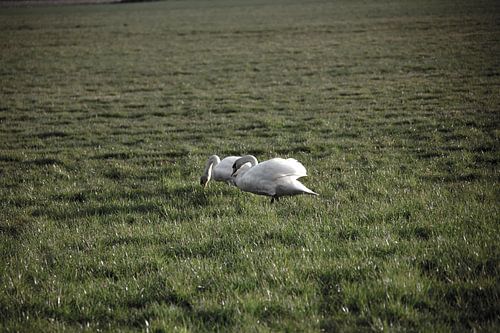 Twee zwanen op een weiland in Emsland