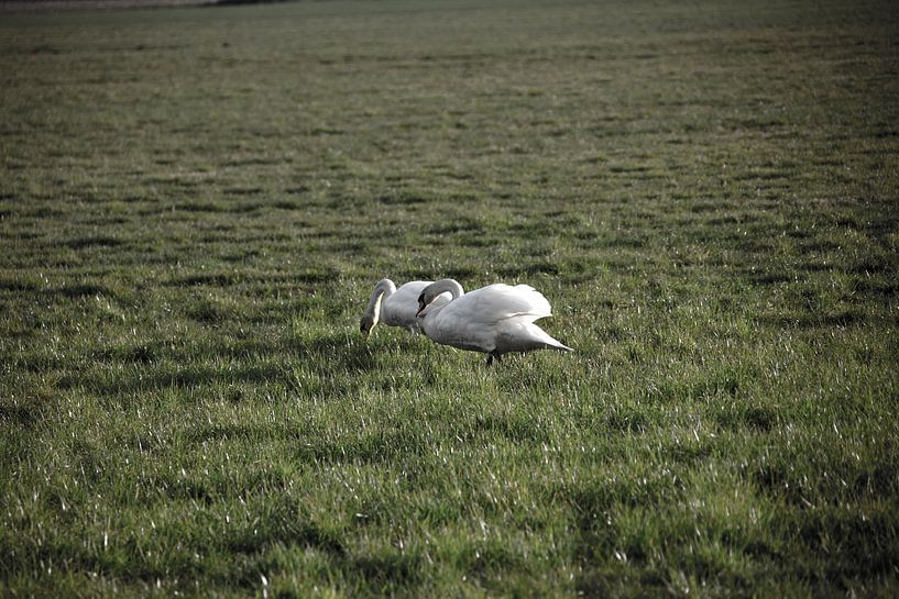 Deux cygnes dans une prairie de l'Emsland par Bianca Meyering Fotos - BMF