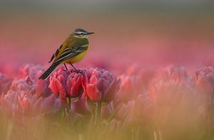 Die gelbe Bachstelze auf den Tulpen. von Menno Schaefer