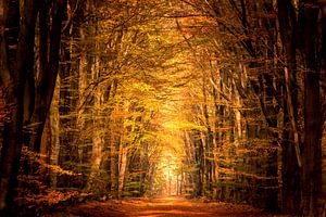 Pfad durch einen Buchenwald im Herbst