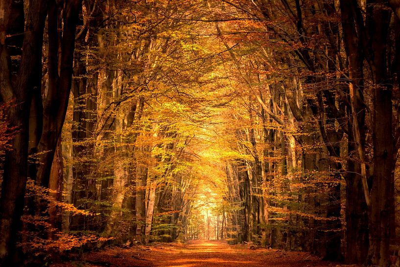 Path through a Beech tree forest during the fall by Sjoerd van der Wal Photography