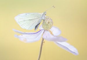 Papillon sur une fleur sur natascha verbij