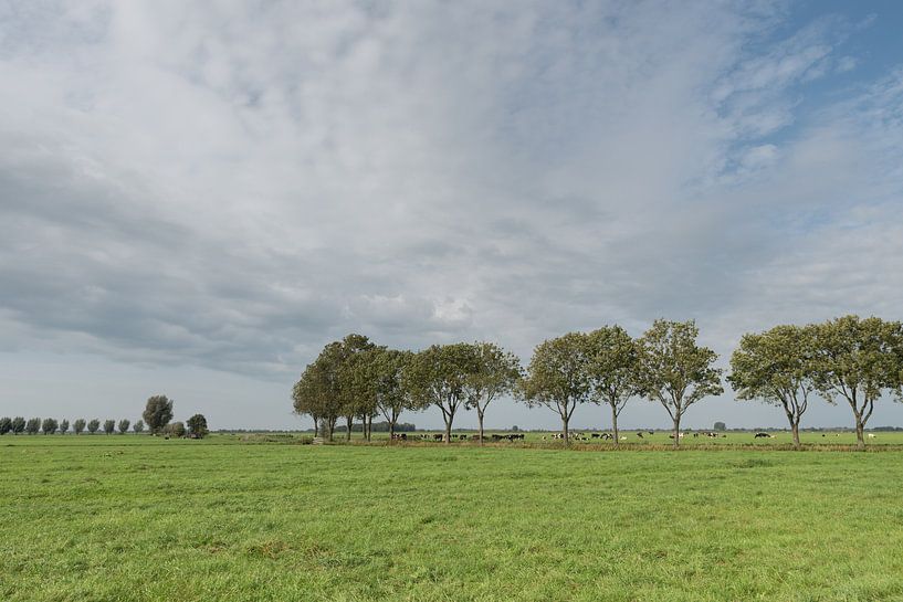 Polderlandschap met bomenrij in de Alblasserwaard von Beeldbank Alblasserwaard