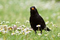 neugierige Amsel