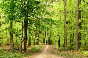 Forêt de hêtres au printemps