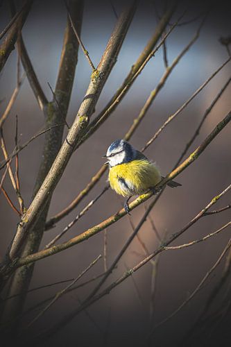 Pimpelmeesje