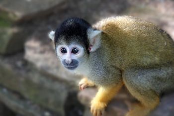 small monkey