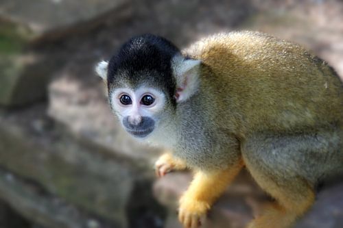 small monkey