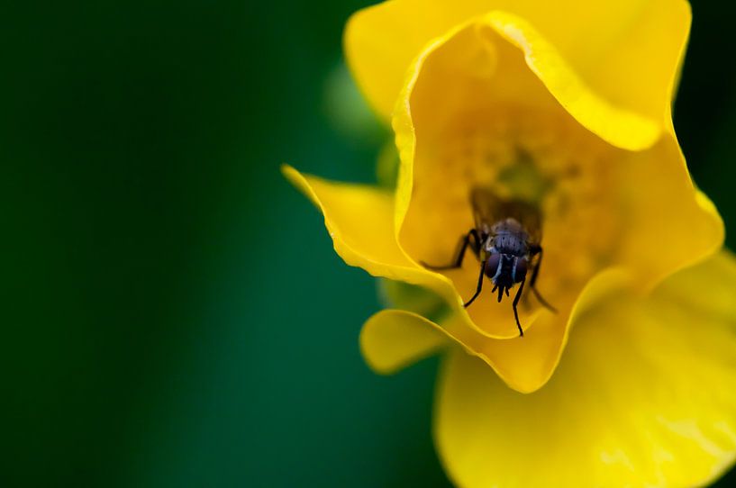Vlieg in gele bloem van Anita van Hengel