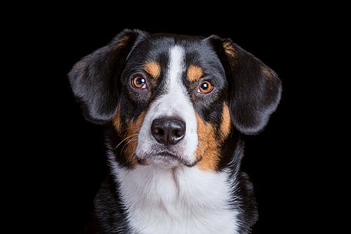 Miko, onze 3-jarige Entlebucher Sennenhond