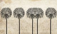 Dandelions