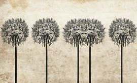 Dandelions by Kay Weber