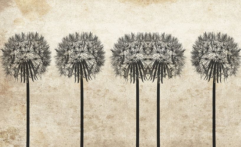 Dandelions by Kay Weber