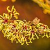 Witch hazel by Frans Blok