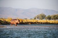 Hippo, Parc national de Mana Pools, Zimbabwe