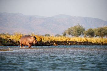 Nilpferd, Mana Pools Nationalpark, Simbabwe