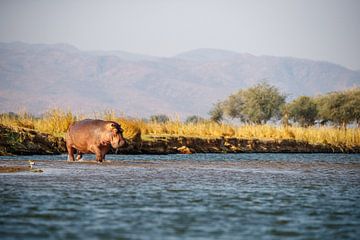 Nijlpaard, Mana Pools National Park, Zimbabwe van Marco Kost