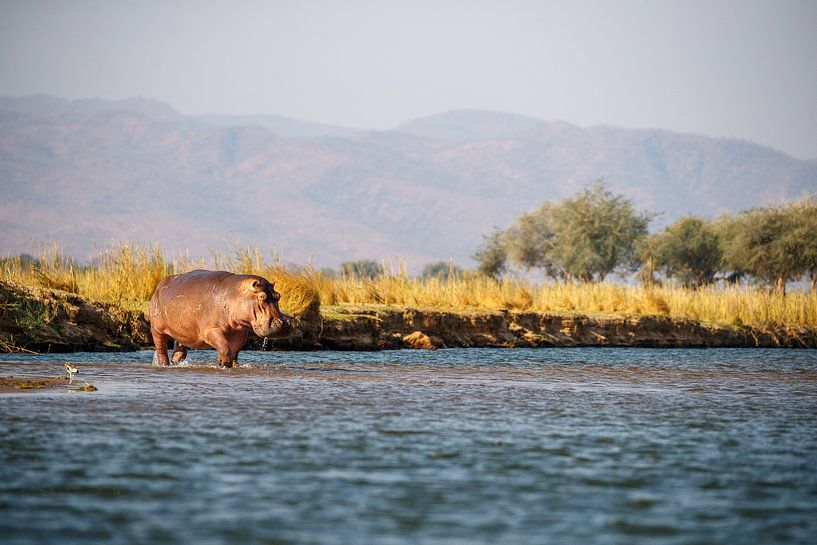 Hippo, Parc national de Mana Pools, Zimbabwe par Marco Kost