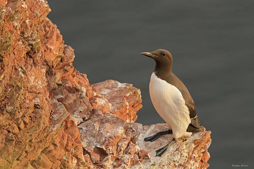 Common guillemot